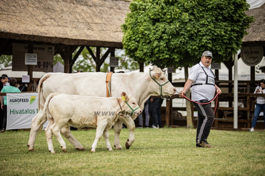 Hódmezővásárhely 2024